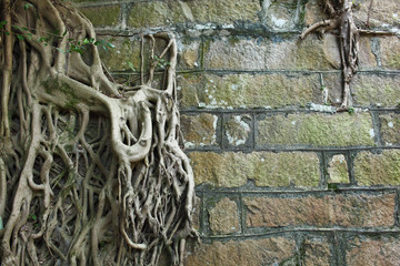 Poster - Root of tree covered old wall