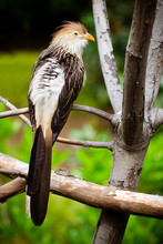 Guira Cuckoo Bird