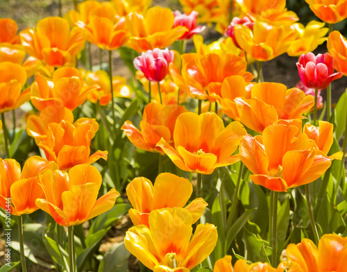 Obraz na płótnie canvas Pomarańczowe tulipany