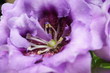 fiolet flower