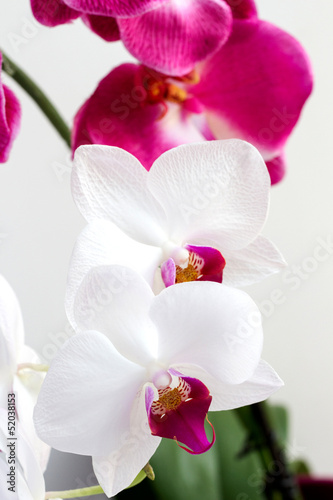 Board z aluminiowym obramowaniem Białe i różowe orchidee kwiatowe