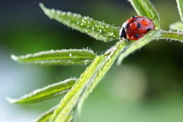 Wall Mural - ladybug with water drop on green leaf