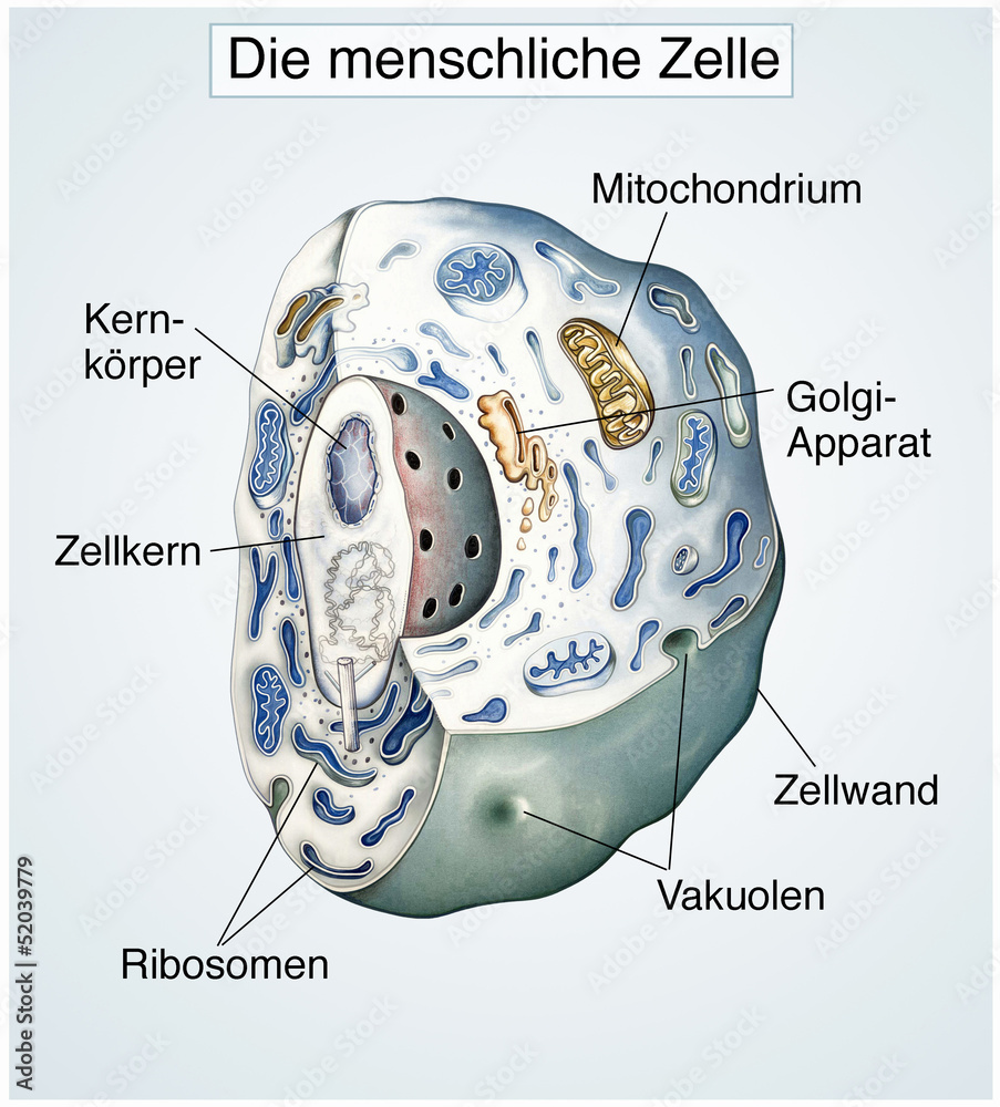 Fototapete Die Menschliche Zelle Gesund Fototapeten Wallsheaven Henrie Fototapete Die Menschliche Zelle Gesund Fototapeten Wallsheaven Henrie