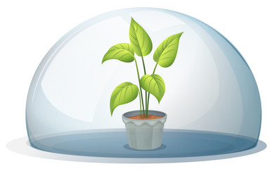 Poster - A plant in a pot inside a transparent dome