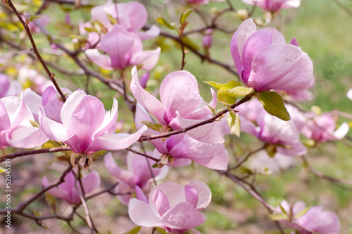 Board z aluminiowym obramowaniem Różowy kwiat magnolii w wiosennym ogrodzie