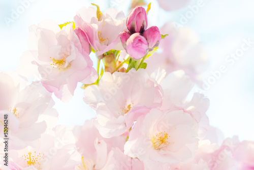 Naklejka samoprzylepna Kwiat wiśni, kwiaty sakura