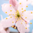 close-up of a pink cherry blossom on blue background