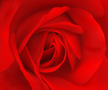 Vector Illustration Of Realistic Red Rose Bloom