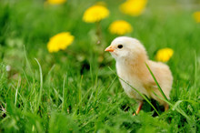 Little Chicken On The Grass