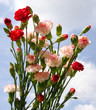 Carnation Bouquet against blue sky