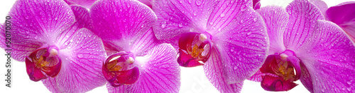 einzelne bedruckte Lamellen - Orchidee Blume (von Wolfilser)
