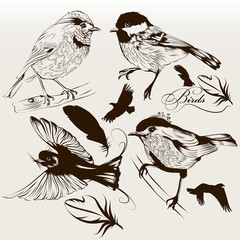 Poster - Collection of vector hand drawn birds for design