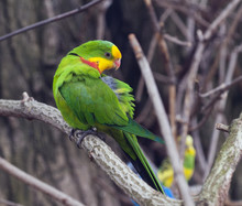 An Adult Male Of Superb Parrot.