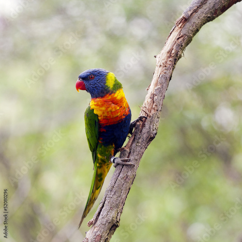 Obraz na płótnie canvas dwuczęściowy "dyptyk" Tęczowy lorikeet