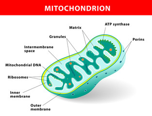 Wall Mural - Mitochondrion vector illustration