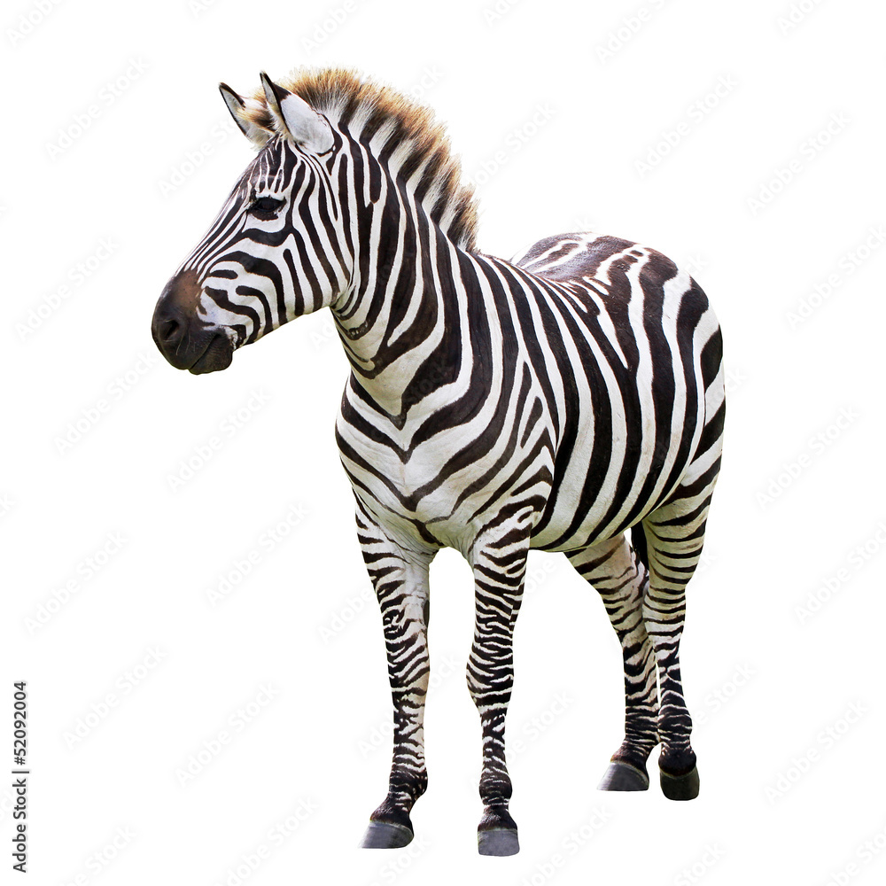 Zebra isolated on white - obrazy, fototapety, plakaty 