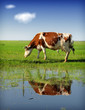 cow pasture grass with reflection in water