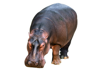 Sticker - hippopotamus isolated