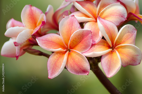 rozowo-pomaranczowe-kwiaty-frangipani-plumerii