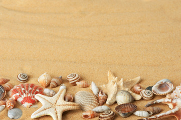 sea shells with sand