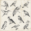 Hand drawn Birds - for design and scrapbook - in vector