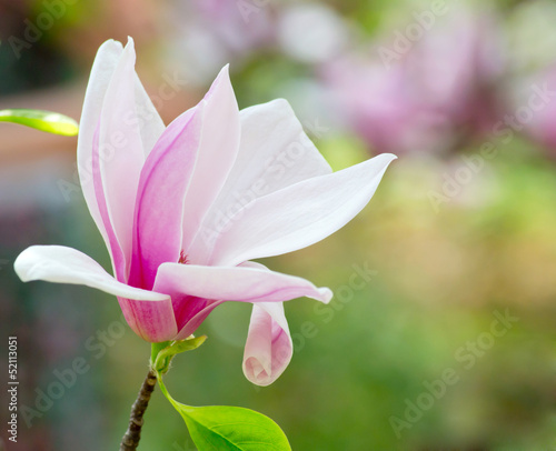 Board z aluminiowym obramowaniem Różowa magnolia