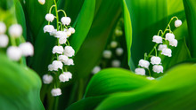 Blooming Lily-of-the-valley