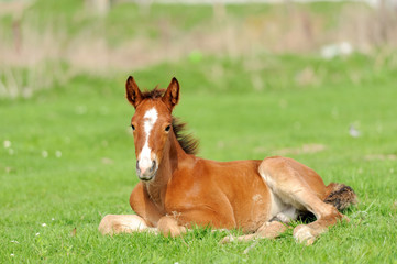 Wall Mural - colt on a meadow