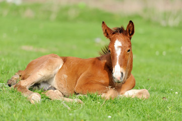 Wall Mural - colt on a meadow