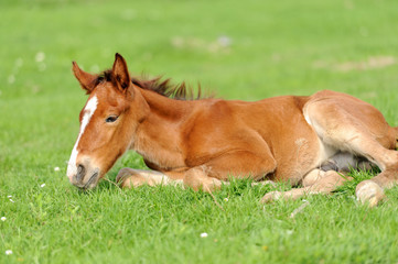 Wall Mural - colt on a meadow