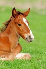 Wall Mural - colt on a meadow