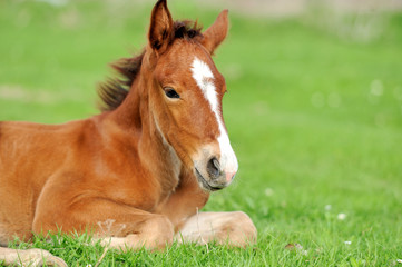 Wall Mural - colt on a meadow