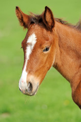Wall Mural - colt on a meadow