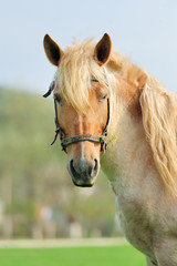 Wall Mural - colt on a meadow