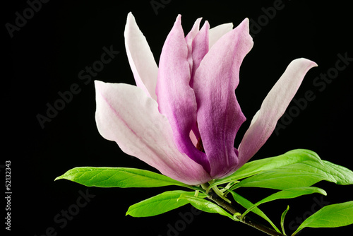 Board z aluminiowym obramowaniem Magnolia na czarnym tle