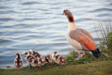 The Egyptian Goose Family Near Pond