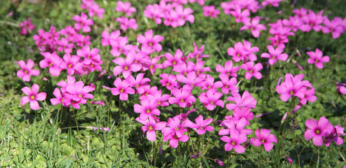 Grassy glade with pink flowers.