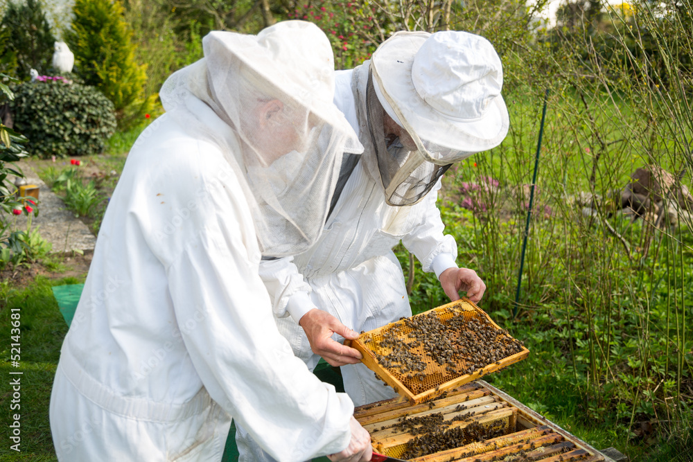 Two beekeepers maintaining bee hive - obrazy, fototapety, plakaty 
