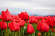 Close Up Red Tulips