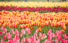 Row Of Colorful Tulips On The Field In The Spring