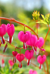 Wall Mural - Bleeding Heart flowers ( Dicentra spectabilis)