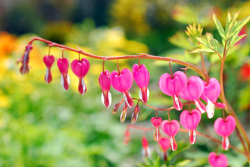 Wall Mural - Bleeding Heart flowers ( Dicentra spectabilis)