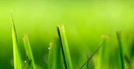  Green Grass