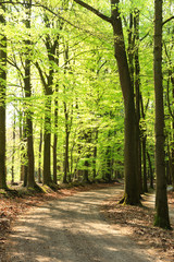 Wall Mural - springtime in the forrest