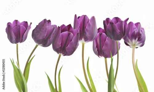 tulipany