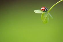 Ladybug On Green Leaf