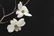 Branch of white dogwood blossoms