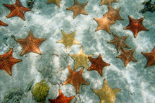 Many Cushion Starfish Underwater On Sandy Ocean Floor, Atlantic, Bahamas