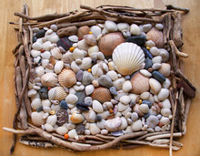 Sea Shells Seashells! - With Driftwood & Pebbles From Beach.