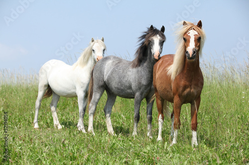 Fototapeta na wymiar Welsh ponnies standing in the line